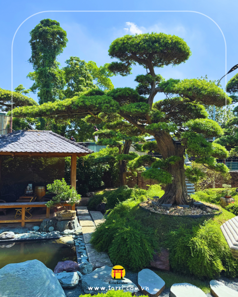 Tùng La Hán Nhật Bản Dáng Bay – Vẻ Thanh Thoát & Ý Nghĩa Phong Thủy Cao ...